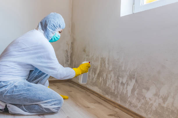 Licensed Black Mold Removal service in North Arlington, NJ - WQB Mold Removal