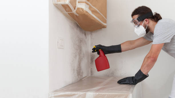 Professional Black Mold Removal technician working in North Arlington, NJ