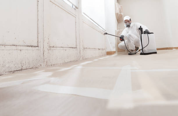 24/7 Emergency Black Mold Removal experts in North Arlington, NJ