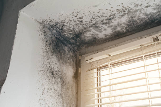 Affordable Black Mold Removal solutions in North Arlington, NJ